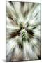 Cactus Spines-Douglas Taylor-Mounted Photographic Print