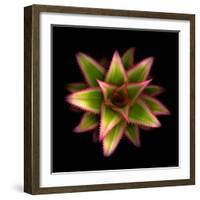 Cactus Star-Robert Cattan-Framed Photographic Print