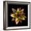 Cactus Star-Robert Cattan-Framed Photographic Print