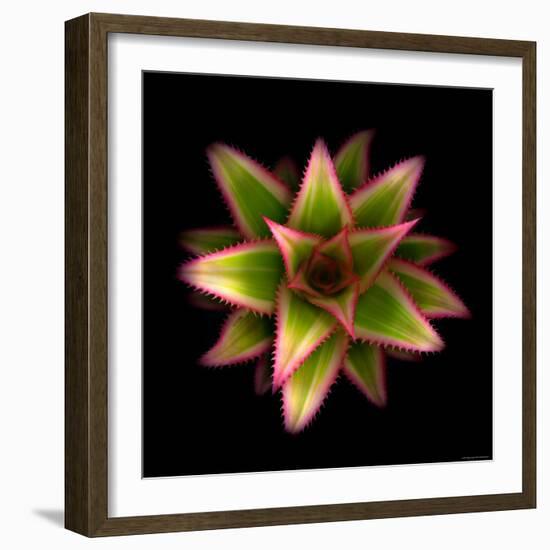 Cactus Star-Robert Cattan-Framed Photographic Print