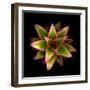 Cactus Star-Robert Cattan-Framed Photographic Print