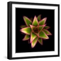 Cactus Star-Robert Cattan-Framed Photographic Print