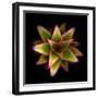 Cactus Star-Robert Cattan-Framed Photographic Print