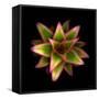 Cactus Star-Robert Cattan-Framed Stretched Canvas