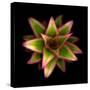 Cactus Star-Robert Cattan-Stretched Canvas
