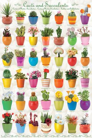 Cactus Species Chart