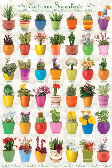 Cactus & Succulents Collage-null-Lamina Framed Poster