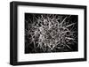 Cactus Synapse-the lightlistener-Framed Photographic Print
