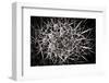 Cactus Synapse-the lightlistener-Framed Photographic Print