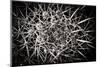 Cactus Synapse-the lightlistener-Mounted Photographic Print