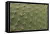 Cactus Texture-hopre-Framed Stretched Canvas