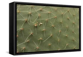 Cactus Texture-hopre-Framed Stretched Canvas