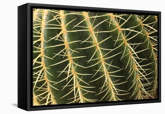 Cactus Texture-hopre-Framed Stretched Canvas