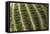 Cactus Texture-hopre-Framed Stretched Canvas