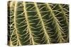 Cactus Texture-hopre-Stretched Canvas