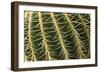 Cactus Texture-hopre-Framed Photographic Print