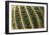 Cactus Texture-hopre-Framed Photographic Print