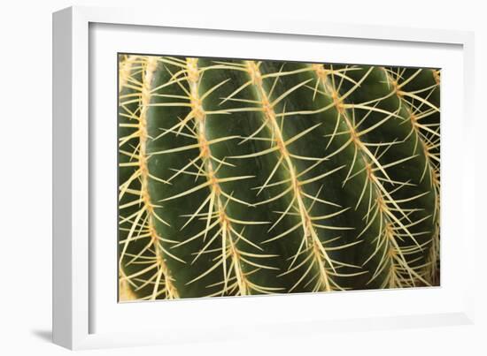 Cactus Texture-hopre-Framed Photographic Print