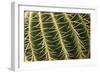 Cactus Texture-hopre-Framed Photographic Print