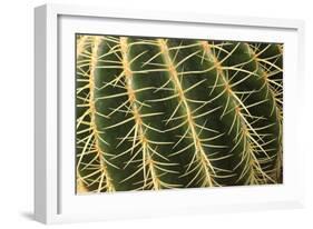 Cactus Texture-hopre-Framed Photographic Print