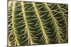 Cactus Texture-hopre-Mounted Photographic Print