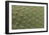 Cactus Texture-hopre-Framed Photographic Print