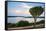 Cactus Tree Above the Kazinga Channel Linking Lake George and Lake Edward at Sunset-Michael-Framed Stretched Canvas