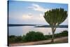 Cactus Tree Above the Kazinga Channel Linking Lake George and Lake Edward at Sunset-Michael-Stretched Canvas