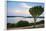 Cactus Tree Above the Kazinga Channel Linking Lake George and Lake Edward at Sunset-Michael-Framed Photographic Print