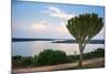 Cactus Tree Above the Kazinga Channel Linking Lake George and Lake Edward at Sunset-Michael-Mounted Photographic Print