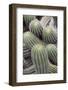 Cactus, Trichcereus Schikendanizii, Jardin Botanico (Botanical Gardens)-Martin Child-Framed Photographic Print