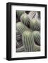 Cactus, Trichcereus Schikendanizii, Jardin Botanico (Botanical Gardens)-Martin Child-Framed Photographic Print