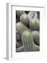 Cactus, Trichcereus Schikendanizii, Jardin Botanico (Botanical Gardens)-Martin Child-Framed Photographic Print