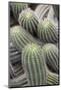 Cactus, Trichcereus Schikendanizii, Jardin Botanico (Botanical Gardens)-Martin Child-Mounted Photographic Print