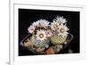 Cactus Turbinicarpus Valdezianus with Flower Isolated on Black.-Cpifbg13-Framed Photographic Print