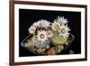 Cactus Turbinicarpus Valdezianus with Flower Isolated on Black.-Cpifbg13-Framed Photographic Print