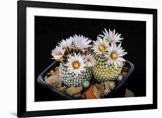 Cactus Turbinicarpus Valdezianus with Flower Isolated on Black.-Cpifbg13-Framed Photographic Print