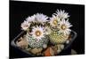 Cactus Turbinicarpus Valdezianus with Flower Isolated on Black.-Cpifbg13-Mounted Photographic Print