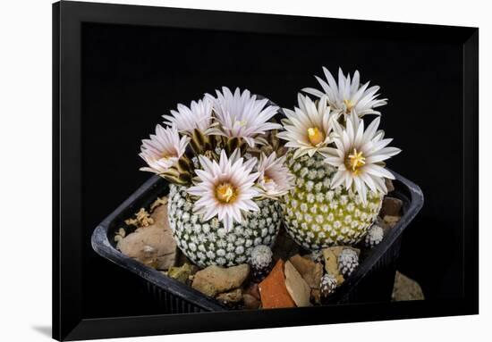 Cactus Turbinicarpus Valdezianus with Flower Isolated on Black.-Cpifbg13-Framed Photographic Print