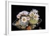 Cactus Turbinicarpus Valdezianus with Flower Isolated on Black.-Cpifbg13-Framed Photographic Print