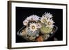 Cactus Turbinicarpus Valdezianus with Flower Isolated on Black.-Cpifbg13-Framed Photographic Print