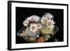 Cactus Turbinicarpus Valdezianus with Flower Isolated on Black.-Cpifbg13-Framed Photographic Print