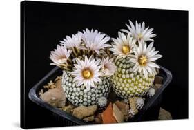 Cactus Turbinicarpus Valdezianus with Flower Isolated on Black.-Cpifbg13-Stretched Canvas