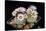 Cactus Turbinicarpus Valdezianus with Flower Isolated on Black.-Cpifbg13-Stretched Canvas