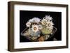 Cactus Turbinicarpus Valdezianus with Flower Isolated on Black.-Cpifbg13-Framed Photographic Print