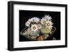 Cactus Turbinicarpus Valdezianus with Flower Isolated on Black.-Cpifbg13-Framed Photographic Print