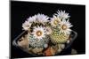 Cactus Turbinicarpus Valdezianus with Flower Isolated on Black.-Cpifbg13-Mounted Photographic Print