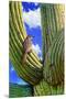 Cactus Wren-Chris Vest-Mounted Premium Giclee Print