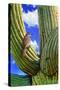 Cactus Wren-Chris Vest-Stretched Canvas