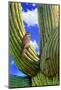 Cactus Wren-Chris Vest-Mounted Art Print